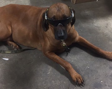 protective goggles on a dog