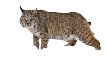 Bobcat image edited