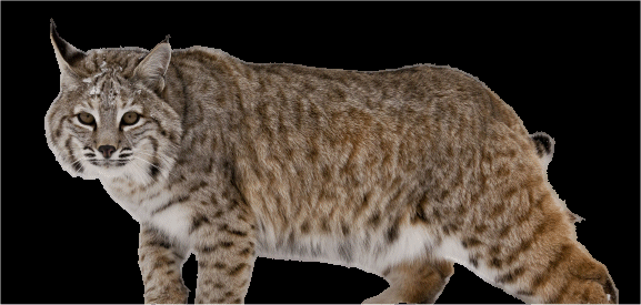 Bobcat image