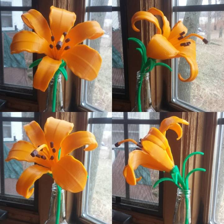 daffodil