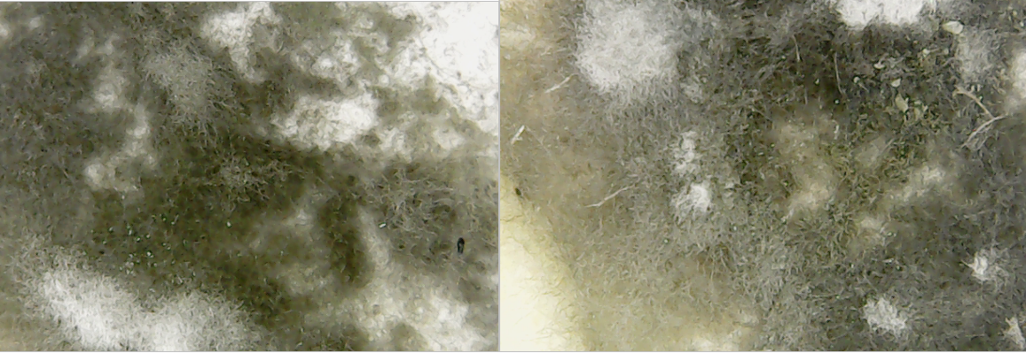 Figure 3 - Mold on paper under a microscope